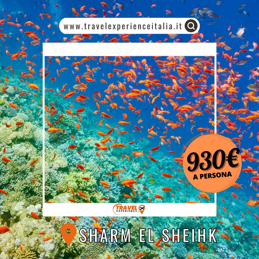 Sharm El Sheikh 5 - 12 agosto